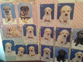 Illustration for article titled Guide dog names